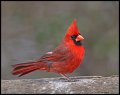 _4SB5982 northern cardinal